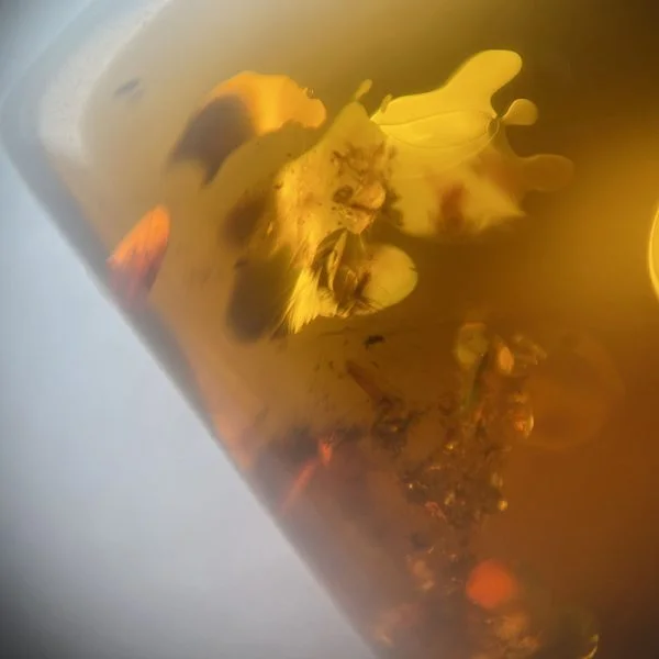 Bijuterii chilimbar, chihlimbar sau ambră? Articol